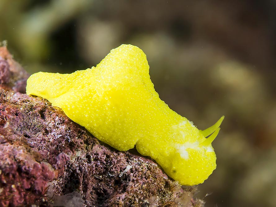 Notodoris citrinus